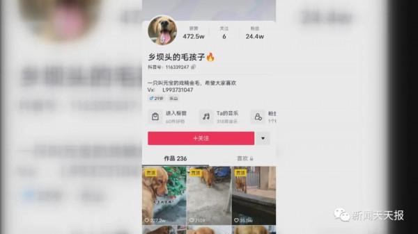 樂山這隻金毛犬走紅網路,坐擁200多萬粉絲 樂山這隻金毛犬走紅網路,坐擁200多萬粉絲