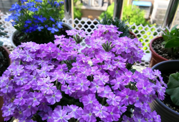 園藝小白入門,甭錯過這些施肥問題 園藝小白入門,甭錯過這些施肥問題