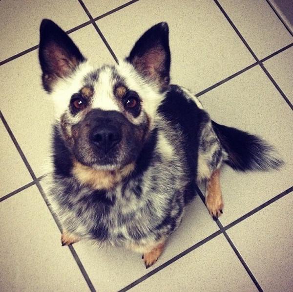 22只擁有奇怪花紋的動物！貓咪蝙蝠俠傻傻分不清楚