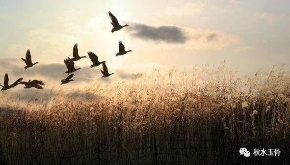 女教師作家秋水深情美文《人到中年情最弱》