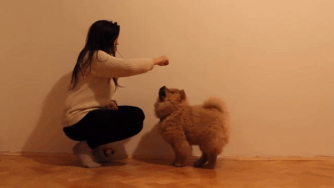 鬆獅犬這幾個“缺點”，真的勸退我了