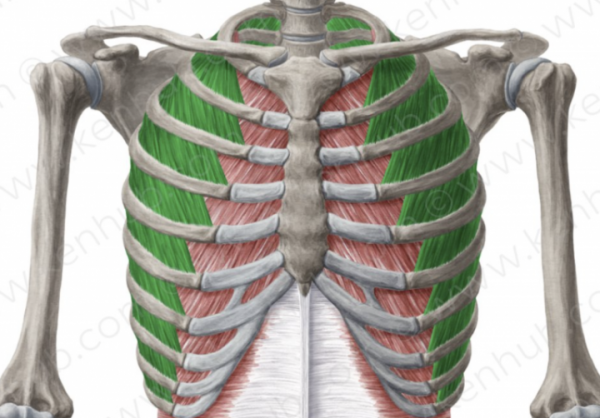 提塔利克魚:魚類與兩棲動物的過渡|地球簡史系列 提塔利克魚:魚類與兩棲動物的過渡|地球簡史系列