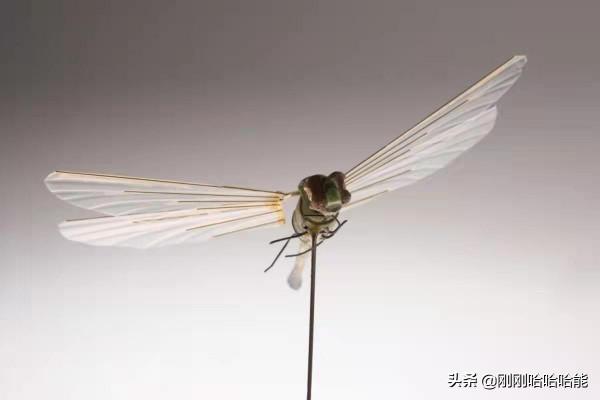 鴿子相機和其它中情局冷戰時期的間諜裝備 鴿子相機和其它中情局冷戰時期的間諜裝備