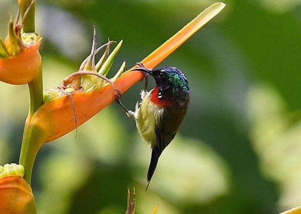 分享圖片,色彩斑斕,美麗無比的太陽鳥 分享圖片,色彩斑斕,美麗無比的太陽鳥