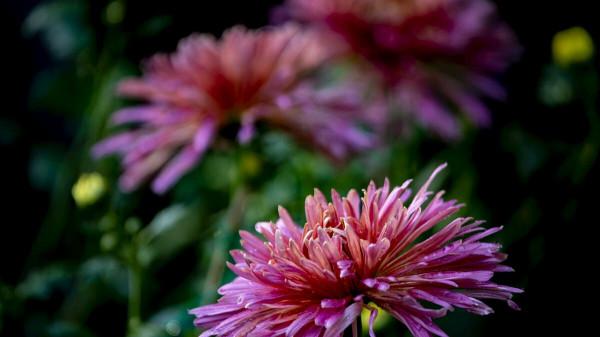 懷此貞秀姿,卓為霜下傑。三首盛讚寒菊的古詩,讀來讓人振奮 懷此貞秀姿,卓為霜下傑。三首盛讚寒菊的古詩,讀來讓人振奮