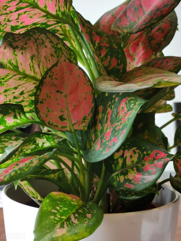 如意皇后的養護技巧