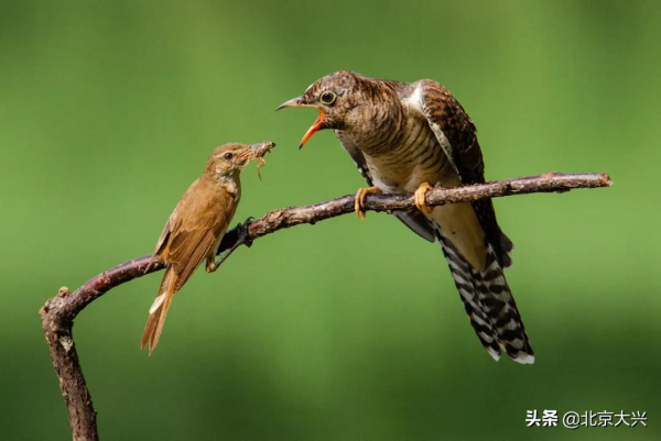 新桌布有了！快來看大興“百鳥圖”