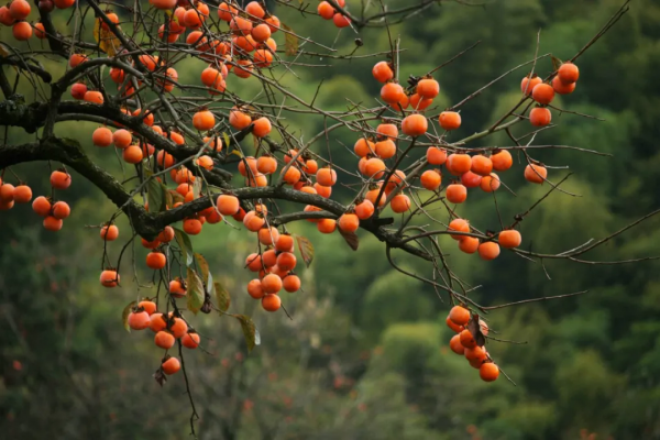 秦嶺有個剩飯哥,他有個“鬼五魁六”的兒 秦嶺有個剩飯哥,他有個“鬼五魁六”的兒