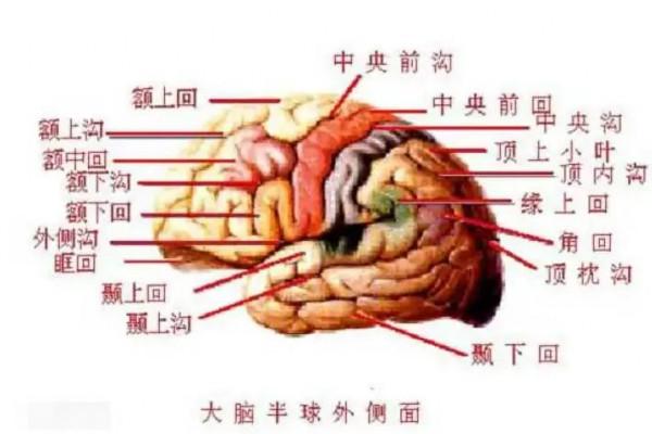 孩子注意力不集中？和大腦皮層聯合區發育有關係