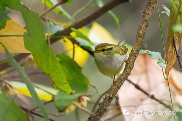 一劍封喉——新機OM-1拍鳥深度測評