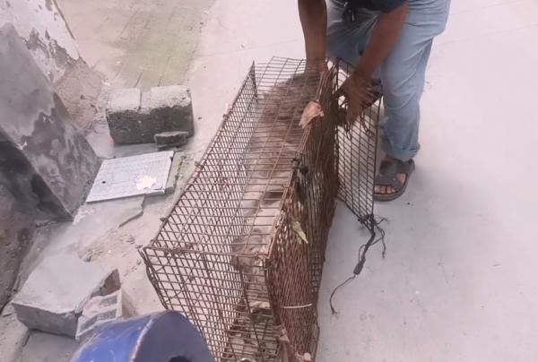 河南：小狗擾民全賣狗販，狗狗道別，大爺：價格隨便，都當送你了