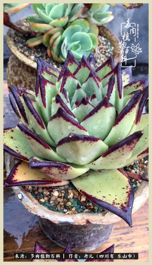 我的長生草秘密花園4：收集整理也是一種快樂