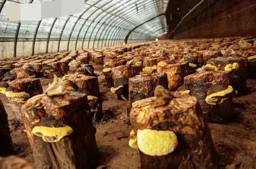 “想發財,種藥材”分享幾個高收益藥材種植專案,建議收藏 “想發財,種藥材”分享幾個高收益藥材種植專案,建議收藏