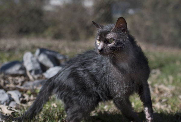 養貓會暴露你的經濟實力，養這幾種貓的人，可能都是有錢人