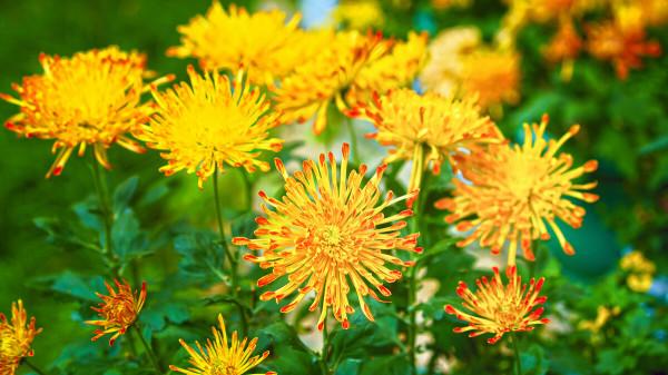 懷此貞秀姿,卓為霜下傑。三首盛讚寒菊的古詩,讀來讓人振奮 懷此貞秀姿,卓為霜下傑。三首盛讚寒菊的古詩,讀來讓人振奮