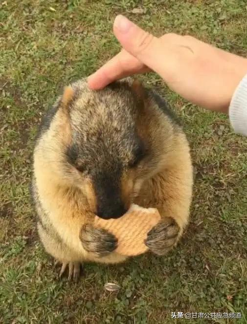 去草原遊玩，請遠離旱獺