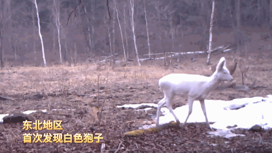 罕見!東北虎豹國家公園發現多種變異色型黃喉貂 研究價值有多高? 罕見!東北虎豹國家公園發現多種變異色型黃喉貂 研究價值有多高?