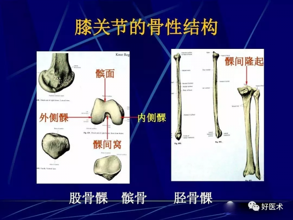 86張全身關節應用解剖精講，這篇文章值得收藏