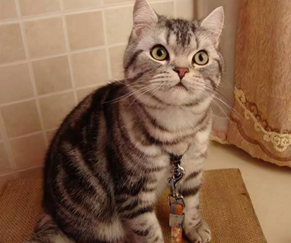 你養的貓,能看出你的性格,你覺得準嗎? 你養的貓,能看出你的性格,你覺得準嗎?