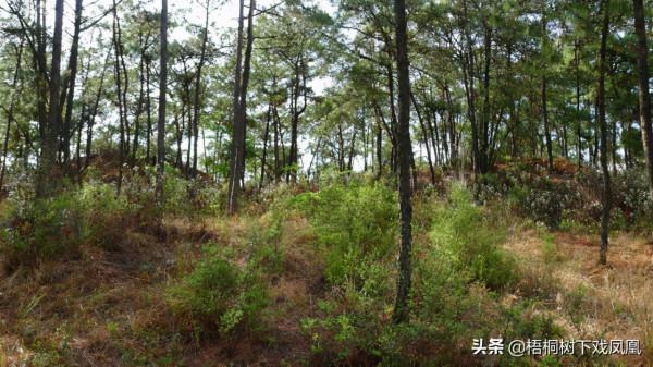 租民房稱是養龍蝦,一個月後發現房下有10米深洞,通向院外的古墓 租民房稱是養龍蝦,一個月後發現房下有10米深洞,通向院外的古墓