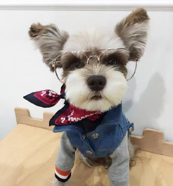 世界上永遠都長不大的狗,你家的狗上榜了嗎? 世界上永遠都長不大的狗,你家的狗上榜了嗎?