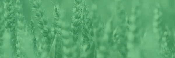 看完這篇實木地板的木材攻略,讓你的裝修少走彎路 看完這篇實木地板的木材攻略,讓你的裝修少走彎路