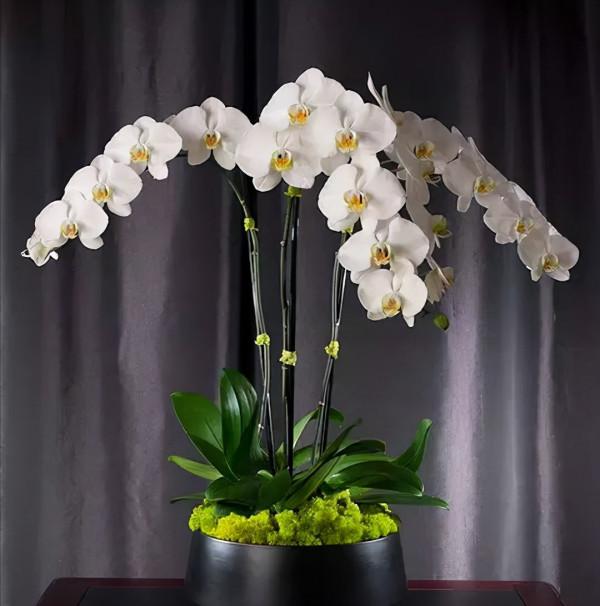 蘭花：部分種類圖鑑