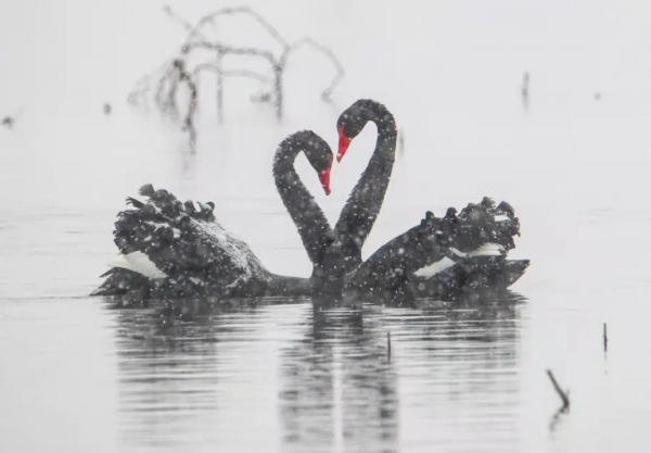 黑天鵝雪中戲水公園，情人節撒狗糧