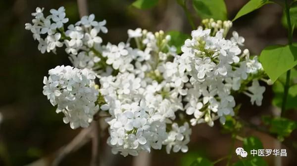 白芷,治頭目昏痛,眉稜骨痛,暨牙齦骨痛等。附脫髮中醫 白芷,治頭目昏痛,眉稜骨痛,暨牙齦骨痛等。附脫髮中醫