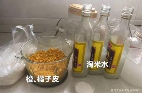 淘米水加點料,沒有異味,肥效能翻10倍,養啥花都旺 淘米水加點料,沒有異味,肥效能翻10倍,養啥花都旺
