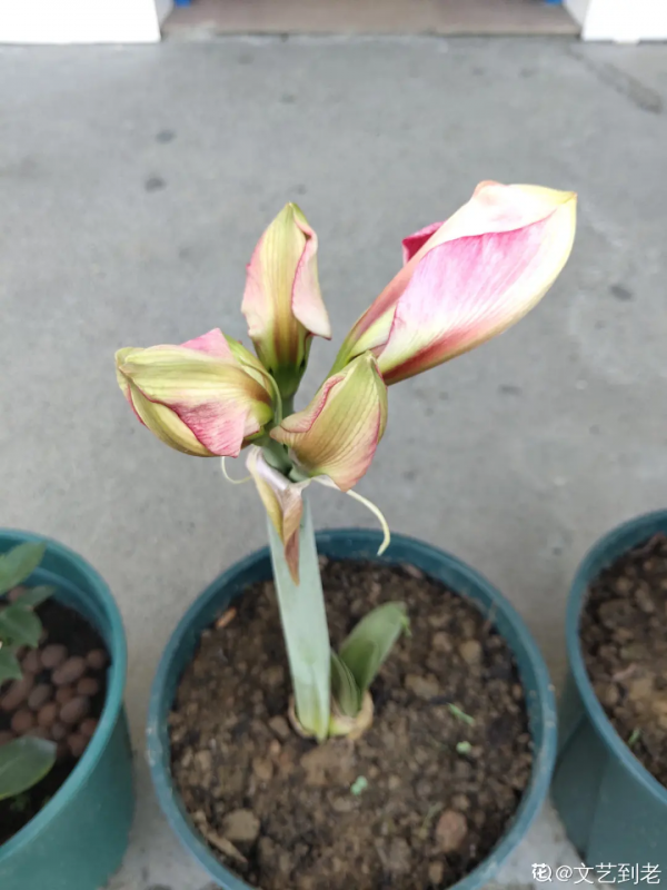 10種花,小盆“擠著養”,不爛根,植株旺,花苞突突冒 10種花,小盆“擠著養”,不爛根,植株旺,花苞突突冒