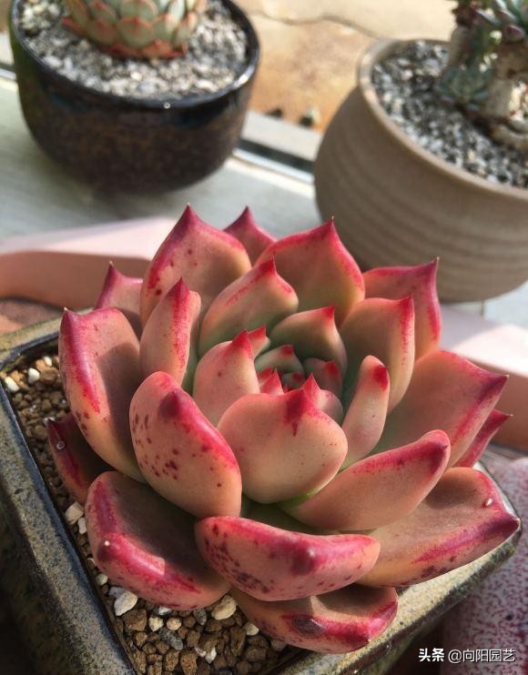 買多肉,不要亂花錢,寧花10塊買1棵,不花10塊買10棵 買多肉,不要亂花錢,寧花10塊買1棵,不花10塊買10棵