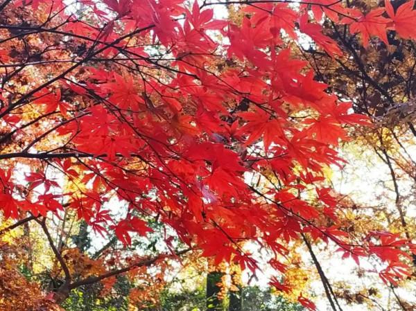虞山公園看紅楓斑斕