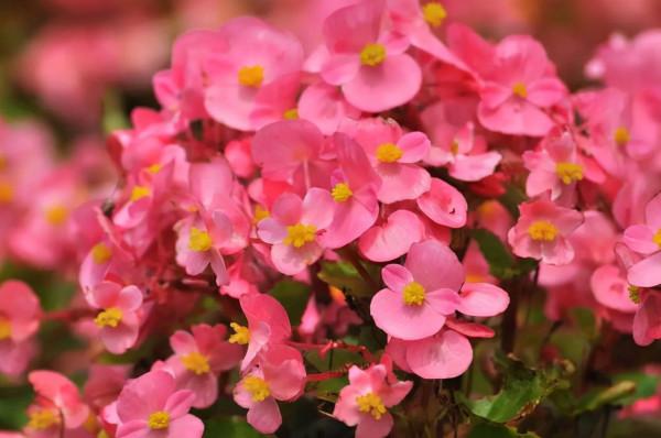 陽臺上養這“8種”花,一年四季花開不斷,天天聞花香 陽臺上養這“8種”花,一年四季花開不斷,天天聞花香