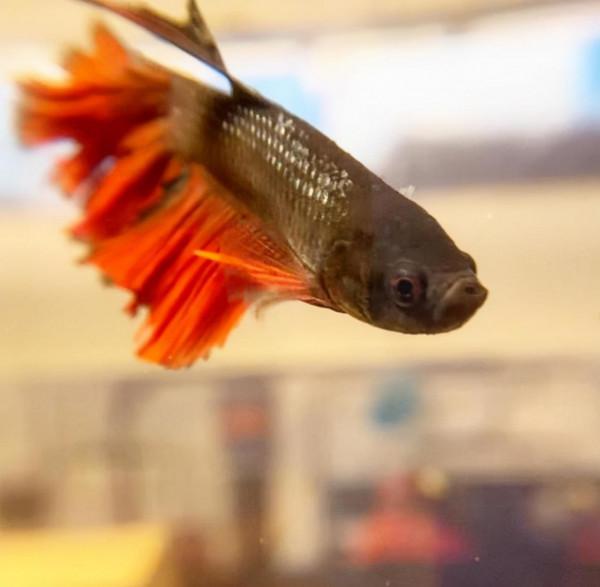 外國妹子救回一條顏色慘白的瀕死鬥魚，兩週後，奇蹟發生