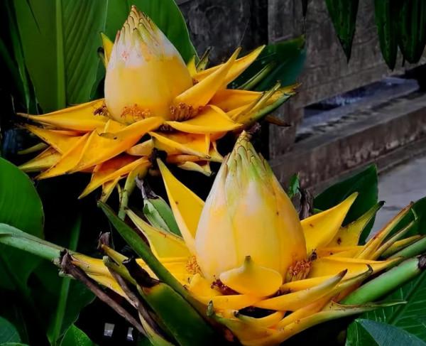 4種“吉祥花”,既漂亮又好養,越養越有福氣 4種“吉祥花”,既漂亮又好養,越養越有福氣