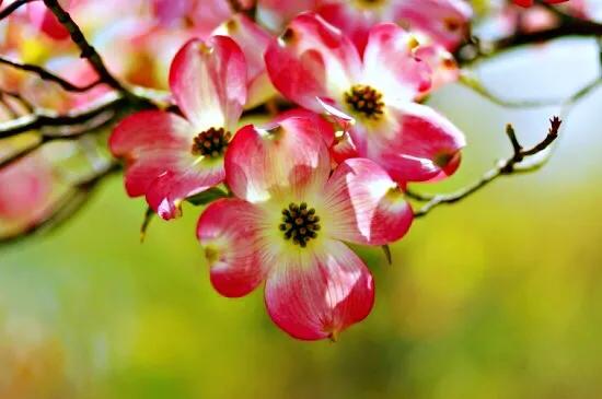 四照花～春有亮葉，夏花如蝶，秋有紅葉紅果，極具觀賞價值