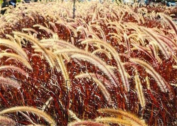 紫葉狼尾草會不會是下一個網紅