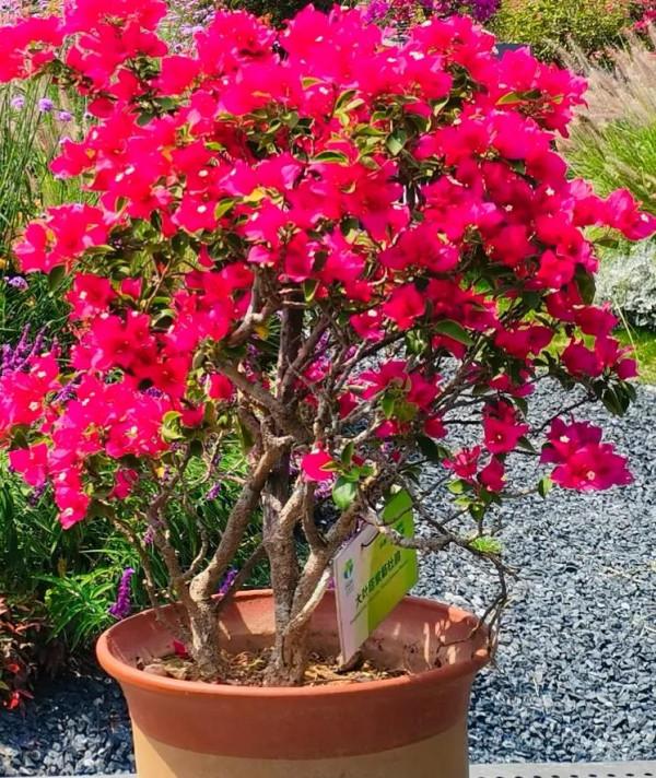 觀賞精品杜鵑 觀賞精品杜鵑