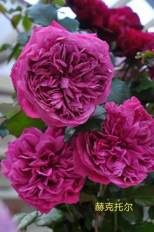 木村卓功及木村系列月季品種（4）