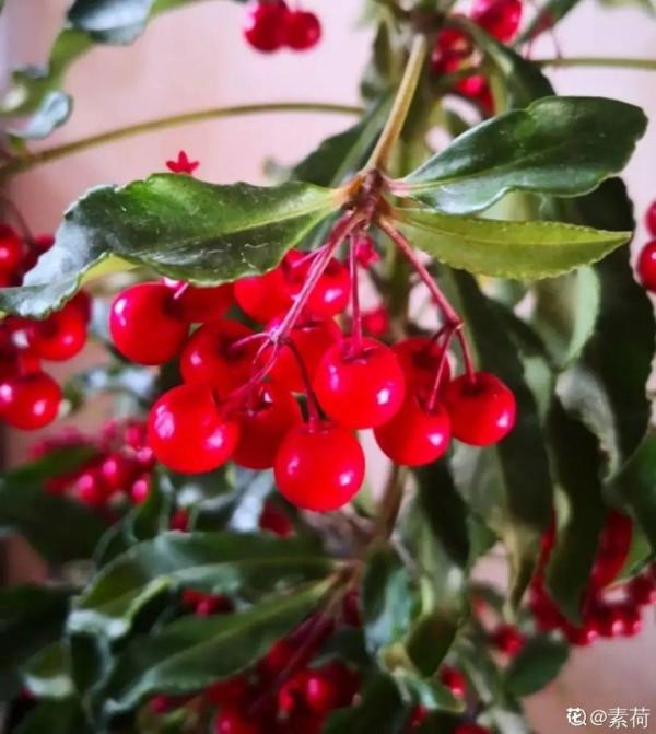 6種“觀果植物”，小果實掛滿枝頭，半年不落，喜慶又好看
