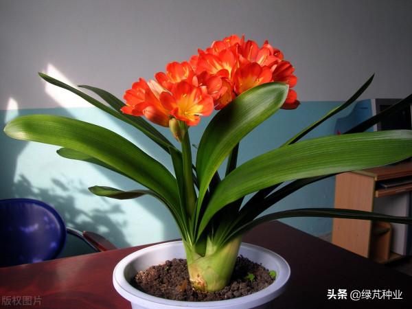 君子蘭用什麼肥料君子蘭養殖方法