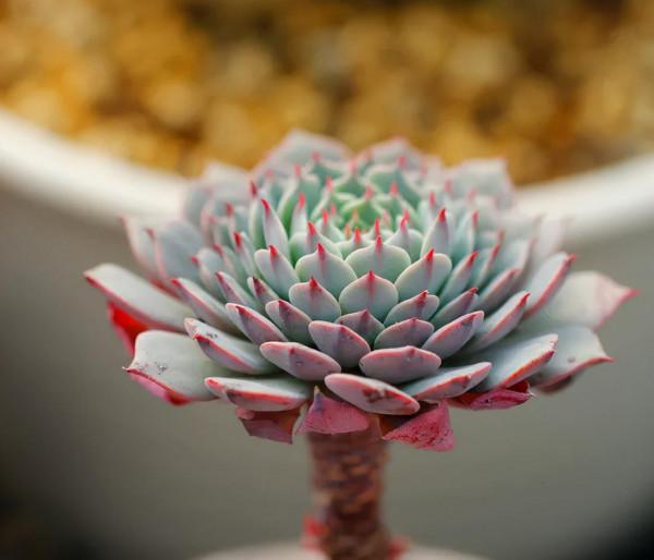 人生,有時不妨來點自嘲,十二首自嘲的詩詞,總有一句適合你 人生,有時不妨來點自嘲,十二首自嘲的詩詞,總有一句適合你