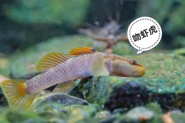 你知道動物界還有哪些&OpenCurlyDoubleQuote;虎&rdquo;嗎？熱愛自然的父子倆告訴你