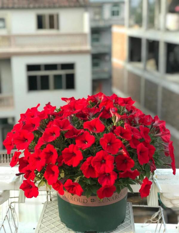 矮牽牛花，要想開花爆盆，就要大剪大修，有舍才有得