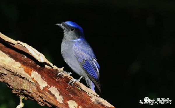這是你不知道的高黎貢山 這是你不知道的高黎貢山