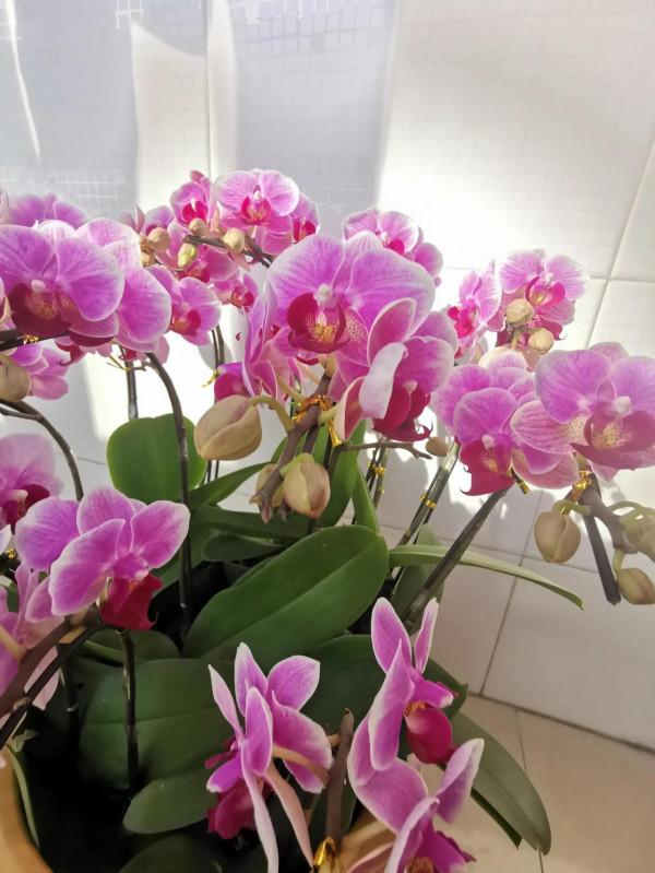 一盆盛開的蝴蝶蘭花