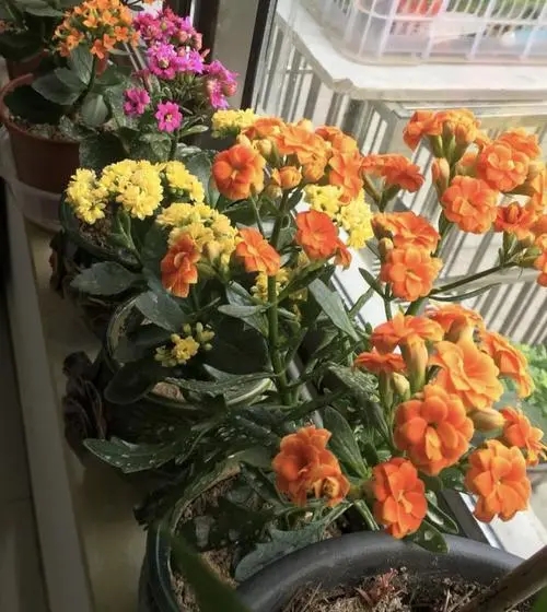 俗語“幹養根，溼養葉”，養花“巧澆水”，根、葉俱旺