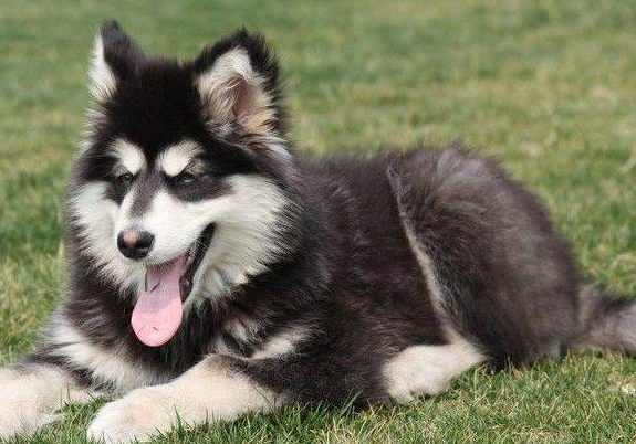 阿拉斯加犬有這些表現,那是缺少微量元素了 阿拉斯加犬有這些表現,那是缺少微量元素了