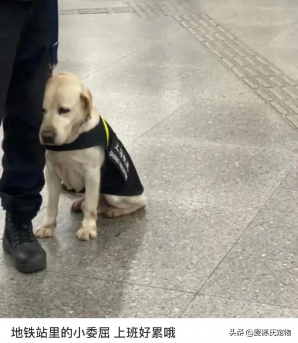 警犬退役後情緒很低落,鏟屎官靈機一動,陪它演了一齣戲 警犬退役後情緒很低落,鏟屎官靈機一動,陪它演了一齣戲